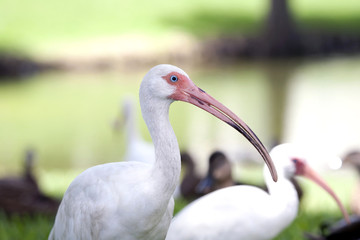 White Ibis bird