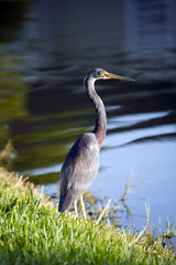 Tricolored Heron