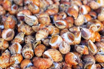Fresh shellfish at the market