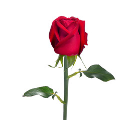 Red rose flower isolated on white background