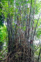 Fototapeta na wymiar Bamboo trees in forest
