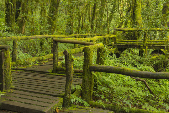 Deep Forest with Wooden Walk Path