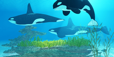 Obraz na płótnie Canvas Killer Whale Reef