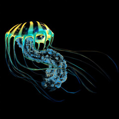 Obraz premium Yellow Blue Jellyfish