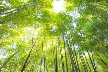 Bamboo Forest in Japan. Bamboo Groove in Arashiyama, Kyoto.
