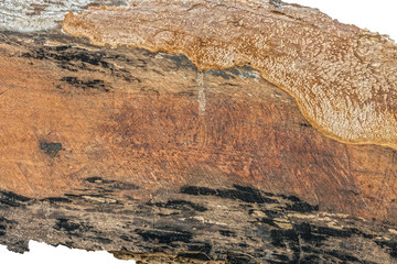 Wood timber decay isolated on white background