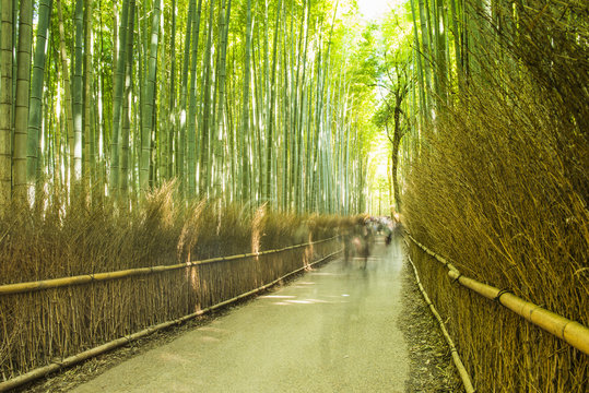 Bamboo Forest in Japan. Bamboo Groove in Arashiyama, Kyoto.