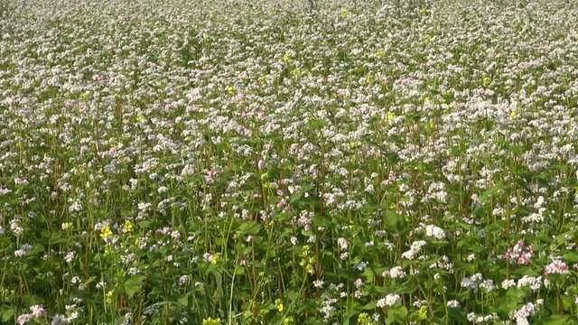 beautiful buckwheat blossoming farm field