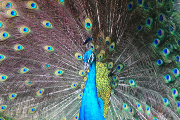 Obraz premium Textures and colors of the peacock