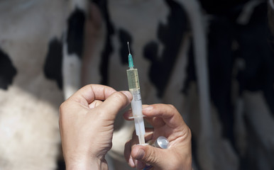 Vet Injected Cows