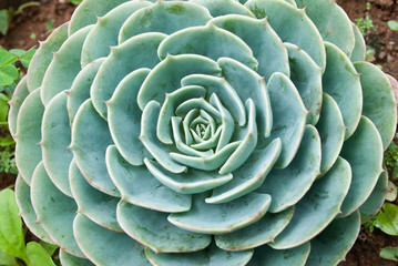 Fototapeta premium Haworthia fasciata