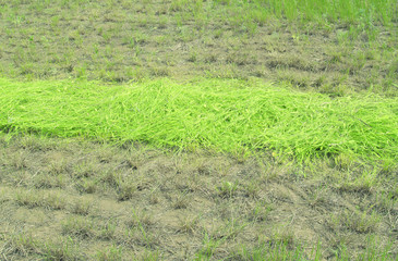 mowed grass