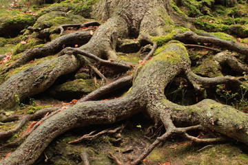 Wurzelwerk im Nationalpark Sächsische Schweiz