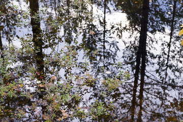 autumn composition from fallen leaves in a pond