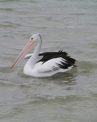 Fototapeta na wymiar A swimming Australian pelican in the Indian ocean