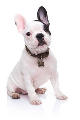 Fototapeta premium adorable french bulldog puppy sitting