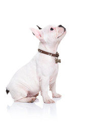 french bulldog puppy sitting and looking up to something