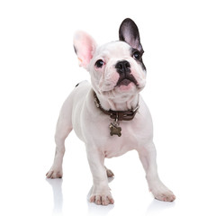 Fototapeta premium cute little french bulldog puppy standing on white background