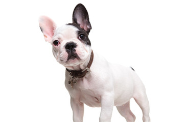 alert little french bulldog puppy standing