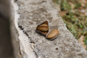 almond on wall