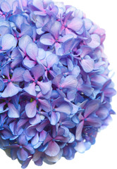 lilac-blue hydrangea isolated on white