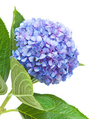 Obraz premium lilac-blue hydrangea isolated on white