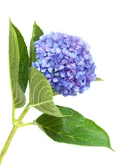Foto auf Acrylglas Hortensie lila-blaue Hortensie isoliert auf weiß