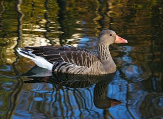 goose on autumn pond