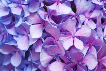 Foto auf Acrylglas lila-blauer Hortensienhintergrund © Tamara Kulikova