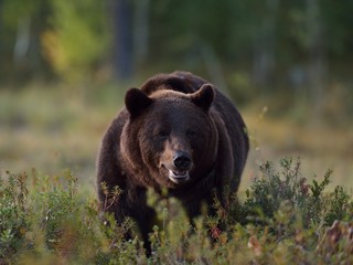 Big male bear in the bog