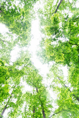 treetops