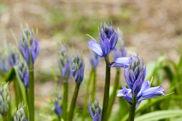 bluebells (Hyacinthoides non-scripta)