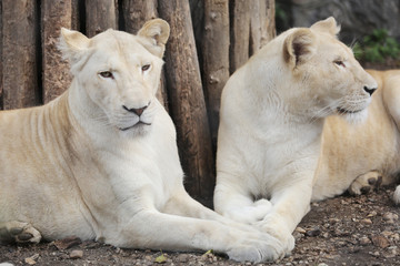 Fototapeta na wymiar Two White Lions Showing the Love