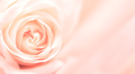 Banner with pink rose - obrazy, fototapety, plakaty