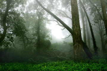 Fog in the forest