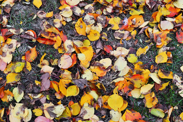 Осенние листья