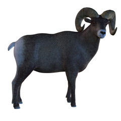 Horn Sheep