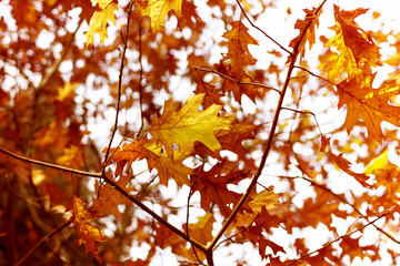 Colorful autumn leaves on a branch
