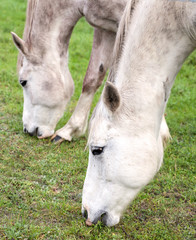 Close up picture of horses grazing on grass.