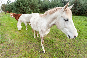Wide angle picture of three horses grazing on grass.