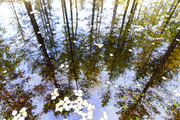 reflection of high pines in the pond