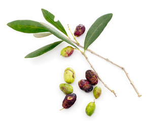 Olive harvest problems, weather and insect damage 2014