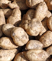 sweet American potatoes harvested in farmer's Garden