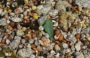 background with assorted shells and stones at sea shore