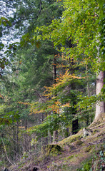 Hafod Forest