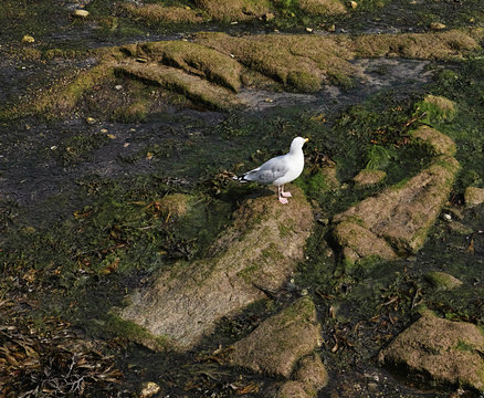 seagull at rocks with laminaria at low-tide moment
