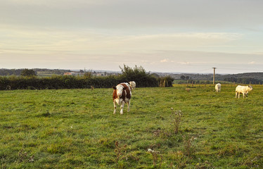 Fototapeta premium The burgundian cows at pasture