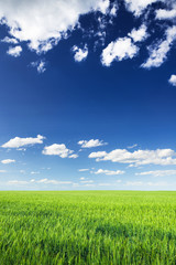 Wheat field against blue sky with white clouds. Agriculture scen