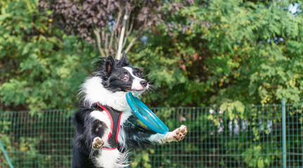 border collie catching frisbee