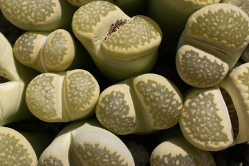 Lithops salicola, South Africa